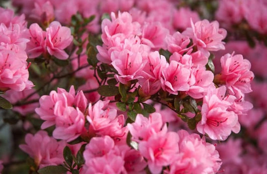 Variety Pack - Spring