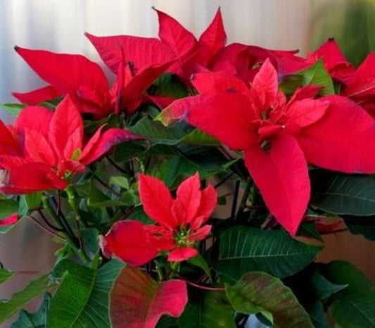 Variety Pack - Winter